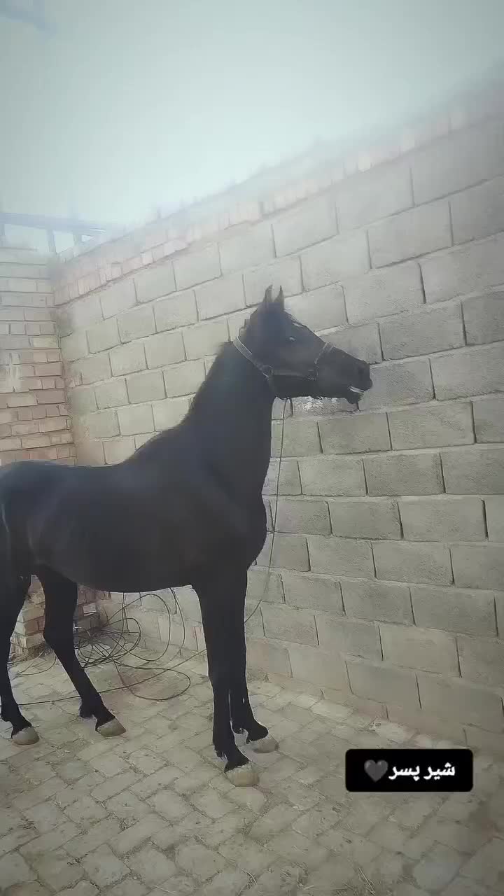 اسب|اسب و تجهیزات اسب‌سواری|کرمان, |دیوار