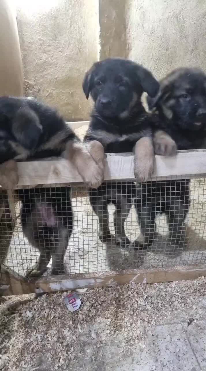 واگذاری تولسگ ژرمن|سگ|اصفهان, آزادان|دیوار