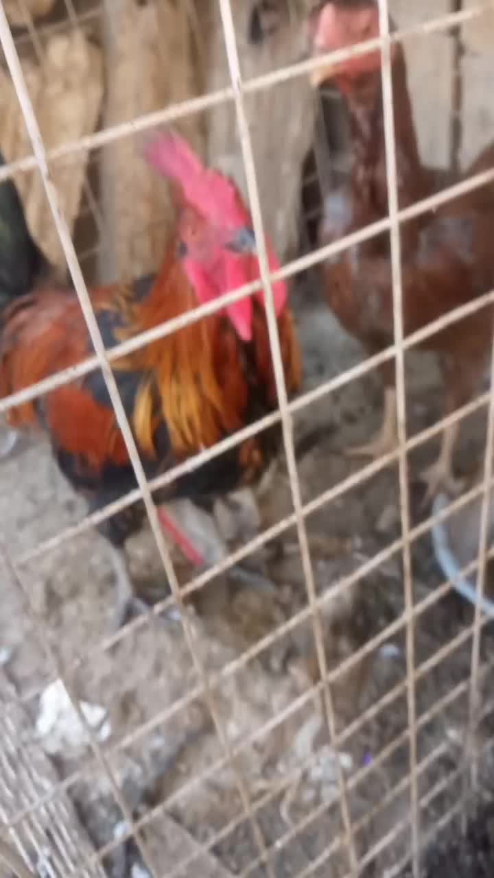 مرغو خروس|حیوانات مزرعه|بهارستان, |دیوار