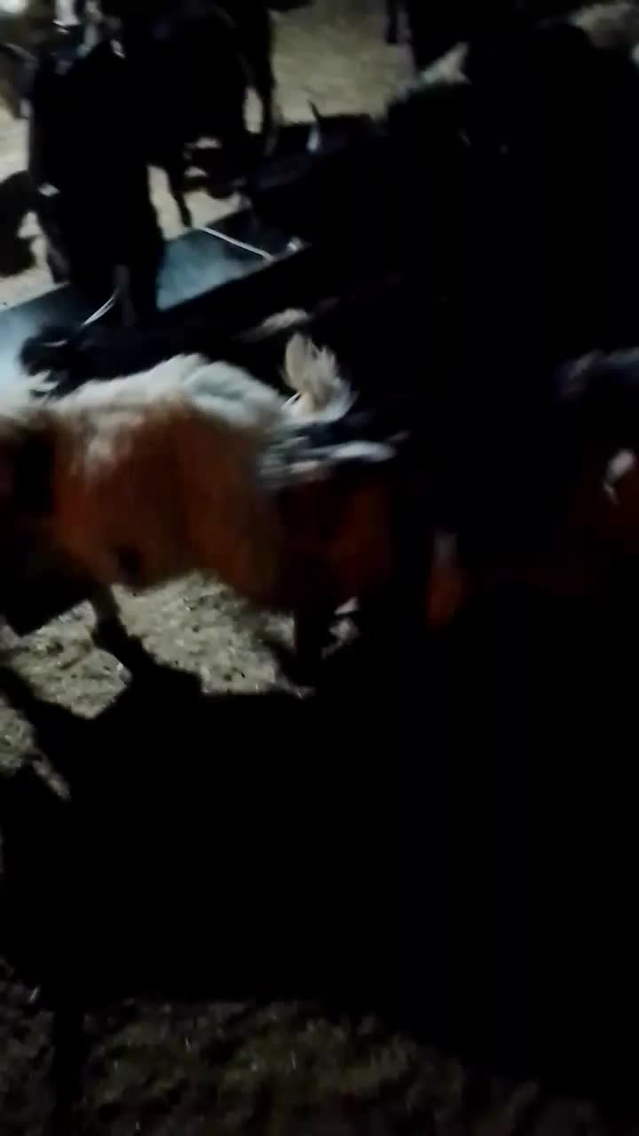 بز غاله|حیوانات مزرعه|دهلران, |دیوار