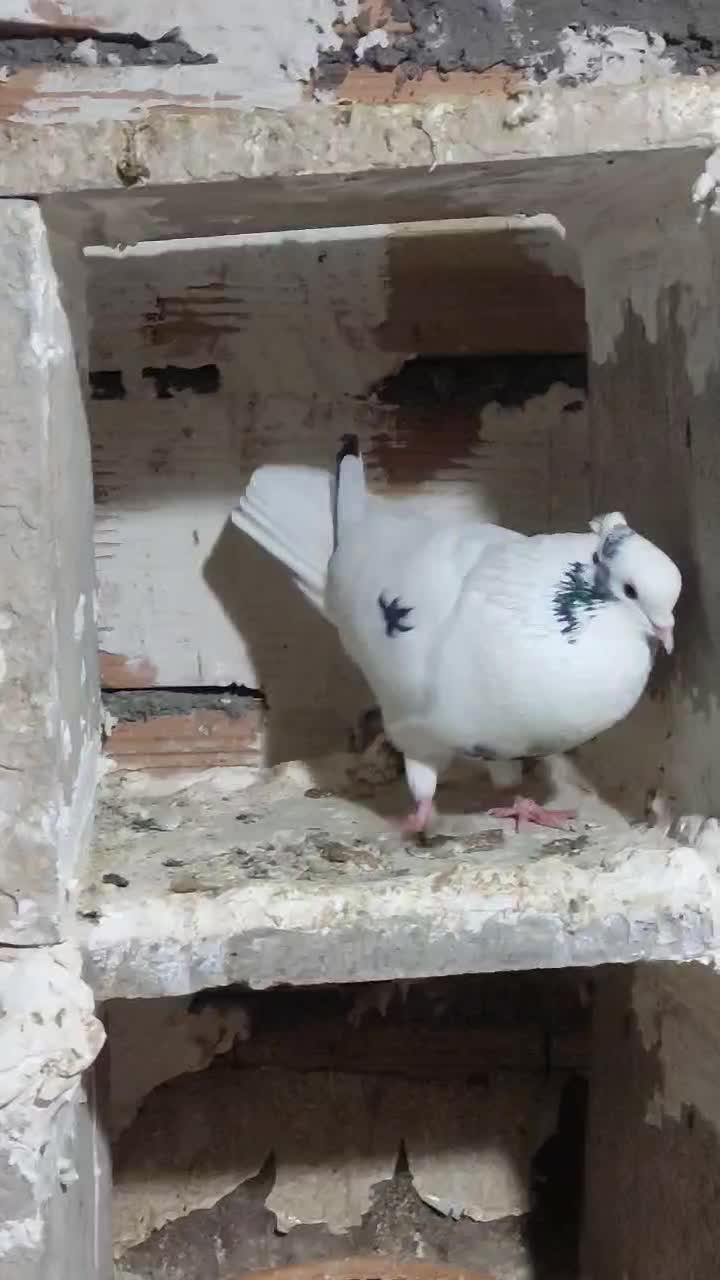 کبوتر شاپر وابلغ|پرنده|ایلام, |دیوار