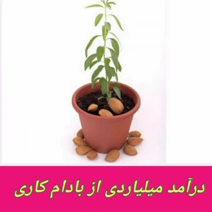 فروش انواع نهال بادام دیرگل اصلاح شده|گل و گیاه طبیعی|نیشابور, فردوس شمالی|دیوار