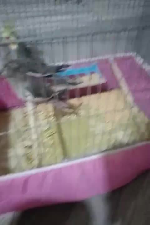 عروس هلندی و یگ جفت فنج|پرنده|قم, نیروگاه|دیوار