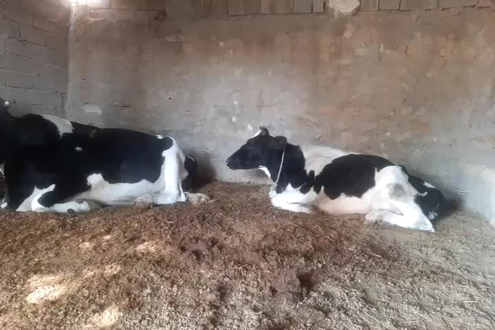 گاو گوساله آبستن|حیوانات مزرعه|گتوند, |دیوار