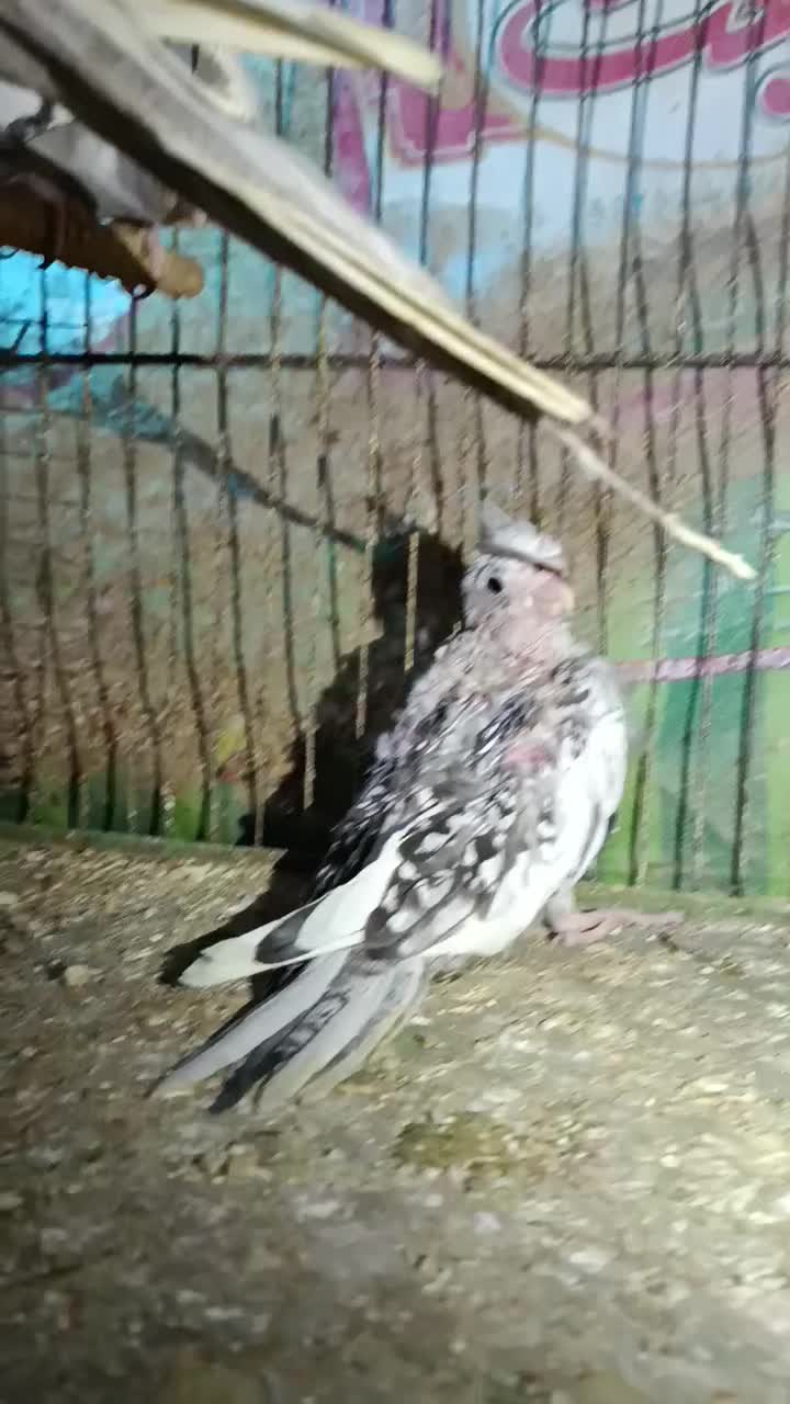 طوطی|پرنده|بندر ماهشهر, |دیوار