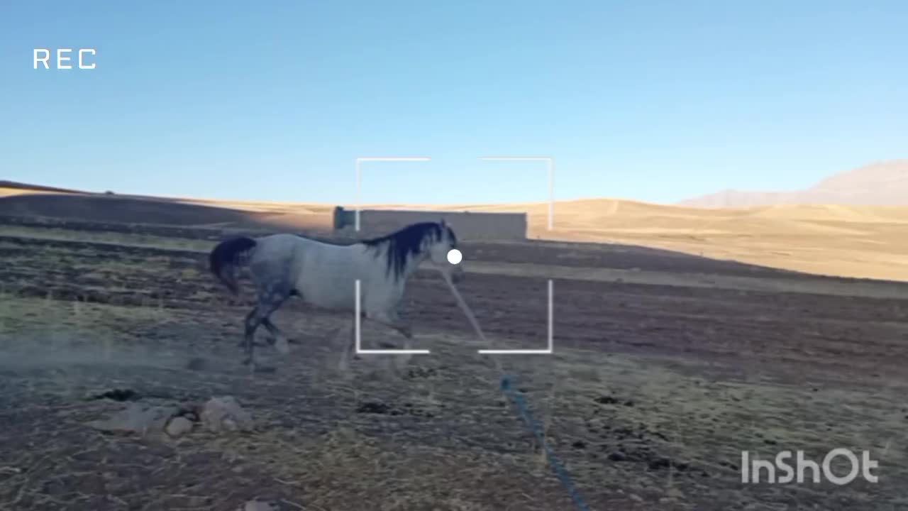 اسب نژاد دار|اسب و تجهیزات اسبسواری|نورآباد, |دیوار