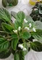 بنفشه آفریقایی گلدار|گل و گیاه طبیعی|چهاردانگه (تهران), |دیوار