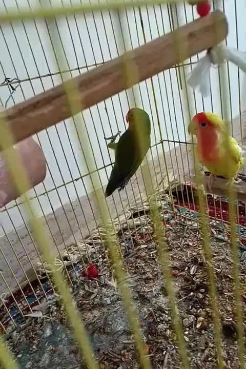 فیشر|پرنده|کلاله, |دیوار