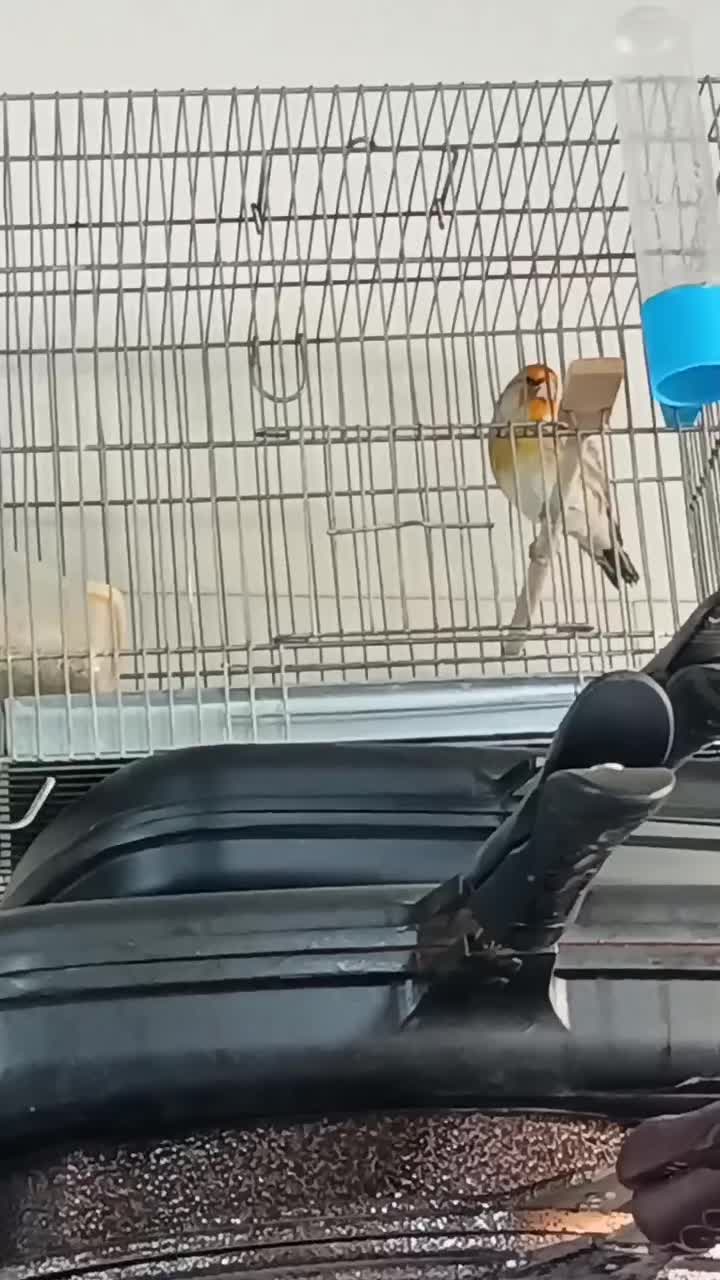 سهره نامبروان.. جفتی هر رنگ قناری|پرنده|فردیس, طالقانی|دیوار