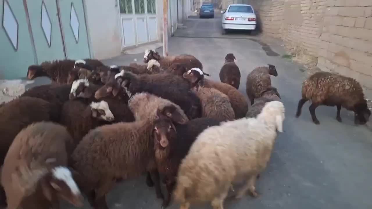 بره|حیوانات مزرعه|مریوان, |دیوار