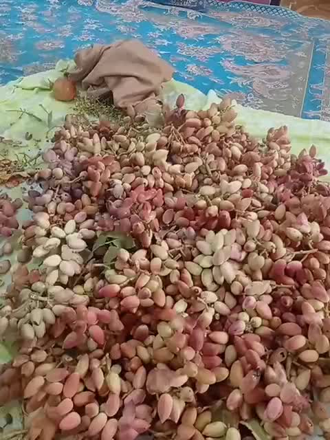 پسته|خوردنی و آشامیدنی|میبد, |دیوار