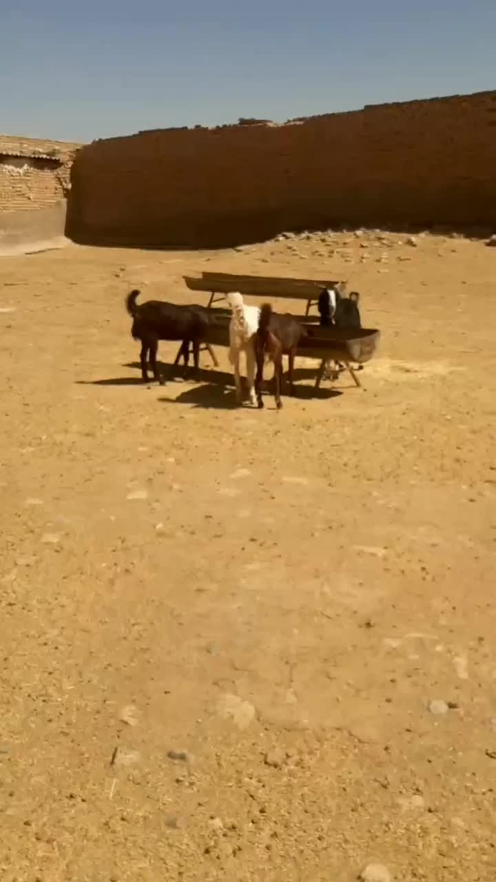 چهاریک ساله پاکستانی آبستن.دوستان فیلم.دوم ببینید|حیوانات مزرعه|تربت جام, بهشت نبی|دیوار
