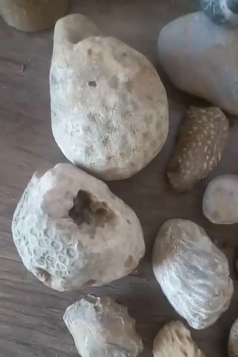 سنگهای‌صدف‌و‌مرجان|کلکسیون اشیاء عتیقه|ارومیه, |دیوار