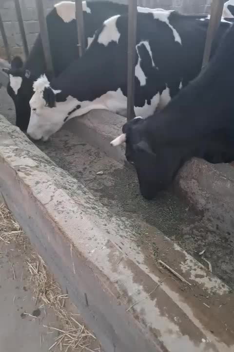 تعدادی گاو شیری فروشی|حیوانات مزرعه|راور, |دیوار