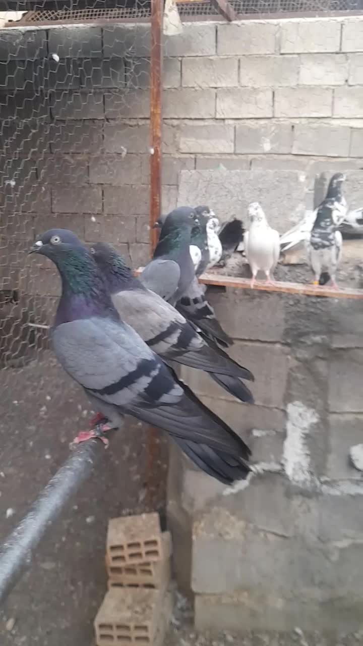 کبوتر|پرنده|میناب, |دیوار