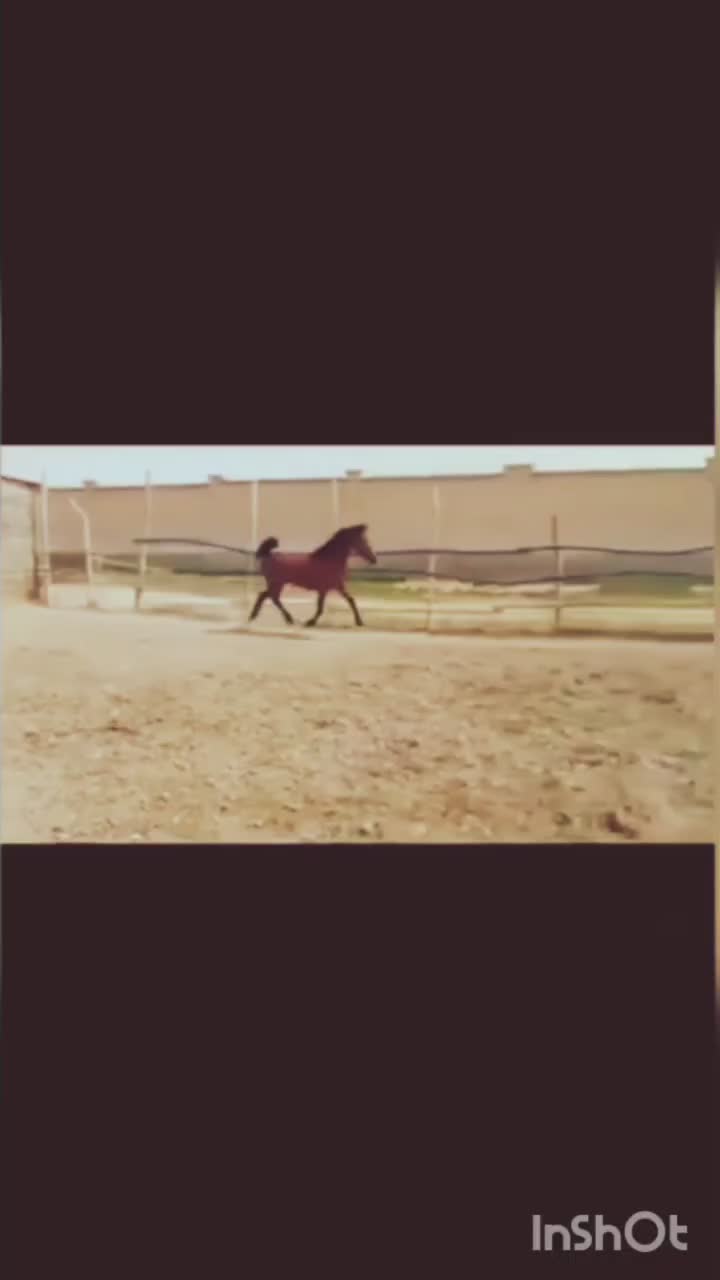 اسب دوسر کرد اصیل|اسب و تجهیزات اسبسواری|اقلید, |دیوار