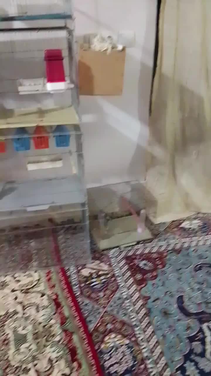 فنچ عروس هلندی وعروس لوتینو با تخم هاش|پرنده|تبریز, |دیوار