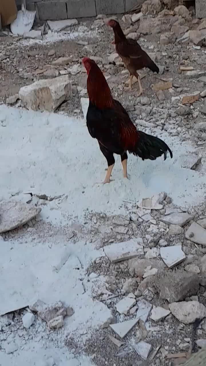 مرغ و خروس|حیوانات مزرعه|بندرلنگه, |دیوار