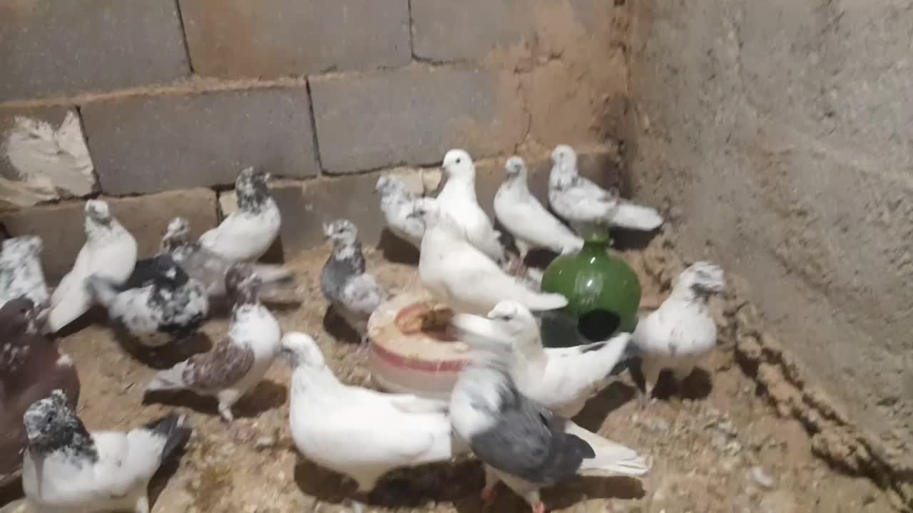 کبوتر|پرنده|سردرود, |دیوار