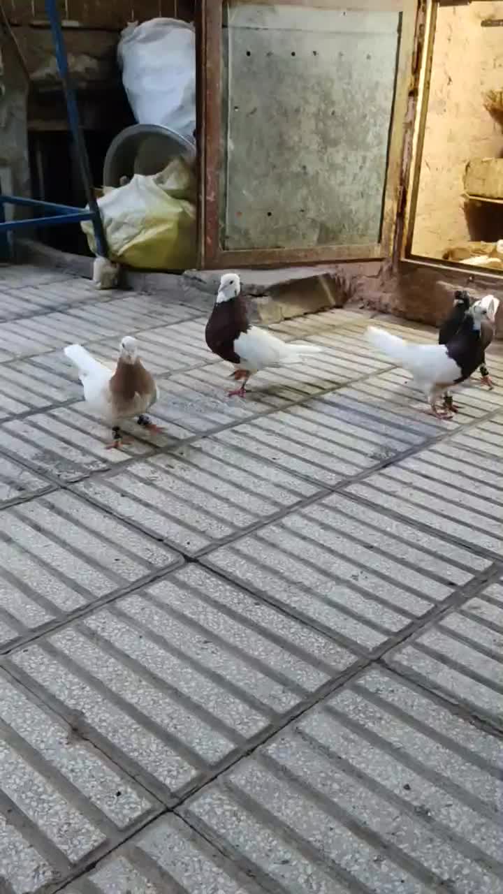 طوقی و دم سفید جفتی خوشگل و خوش استایل|پرنده|سبزوار, چهارراه فرودگاه|دیوار