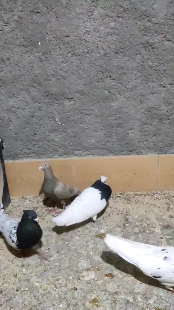 طوق سیاه واکسی نر|پرنده|خوسف, |دیوار