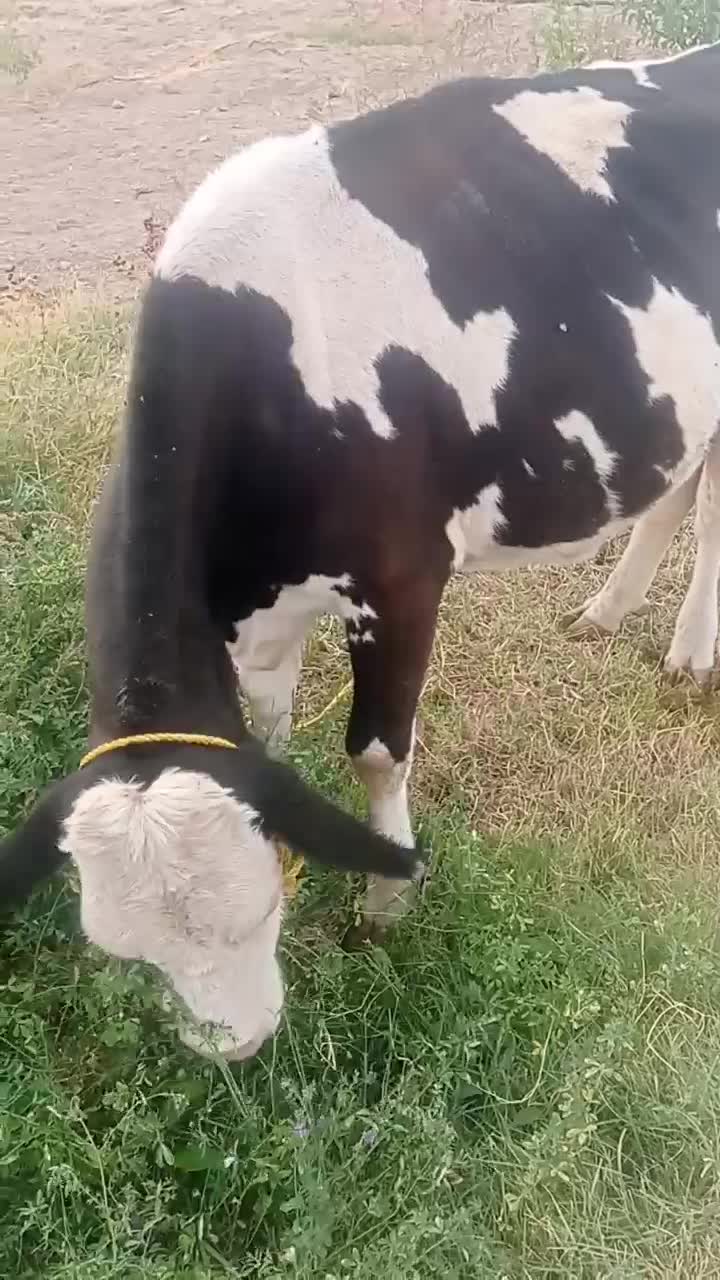 گاو سیمنتال شیری|حیوانات مزرعه|ماهنشان, |دیوار