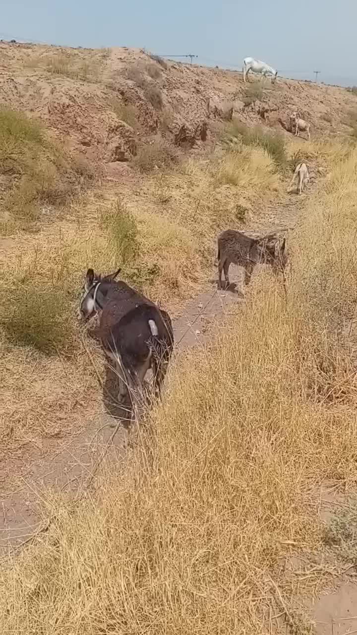 الاغ زایده|حیوانات مزرعه|نیشابور, خیام|دیوار