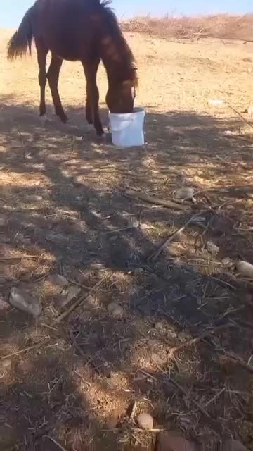 اسب|حیوانات|شوشتر, |دیوار