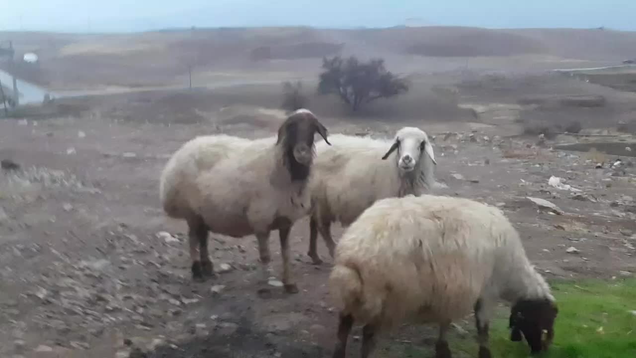 3راس گوسفند ابستن،|حیوانات مزرعه|بدره, |دیوار