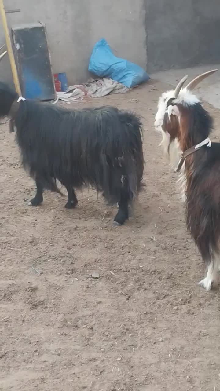 بز آبستن سنگین|حیوانات مزرعه|ساوه, |دیوار