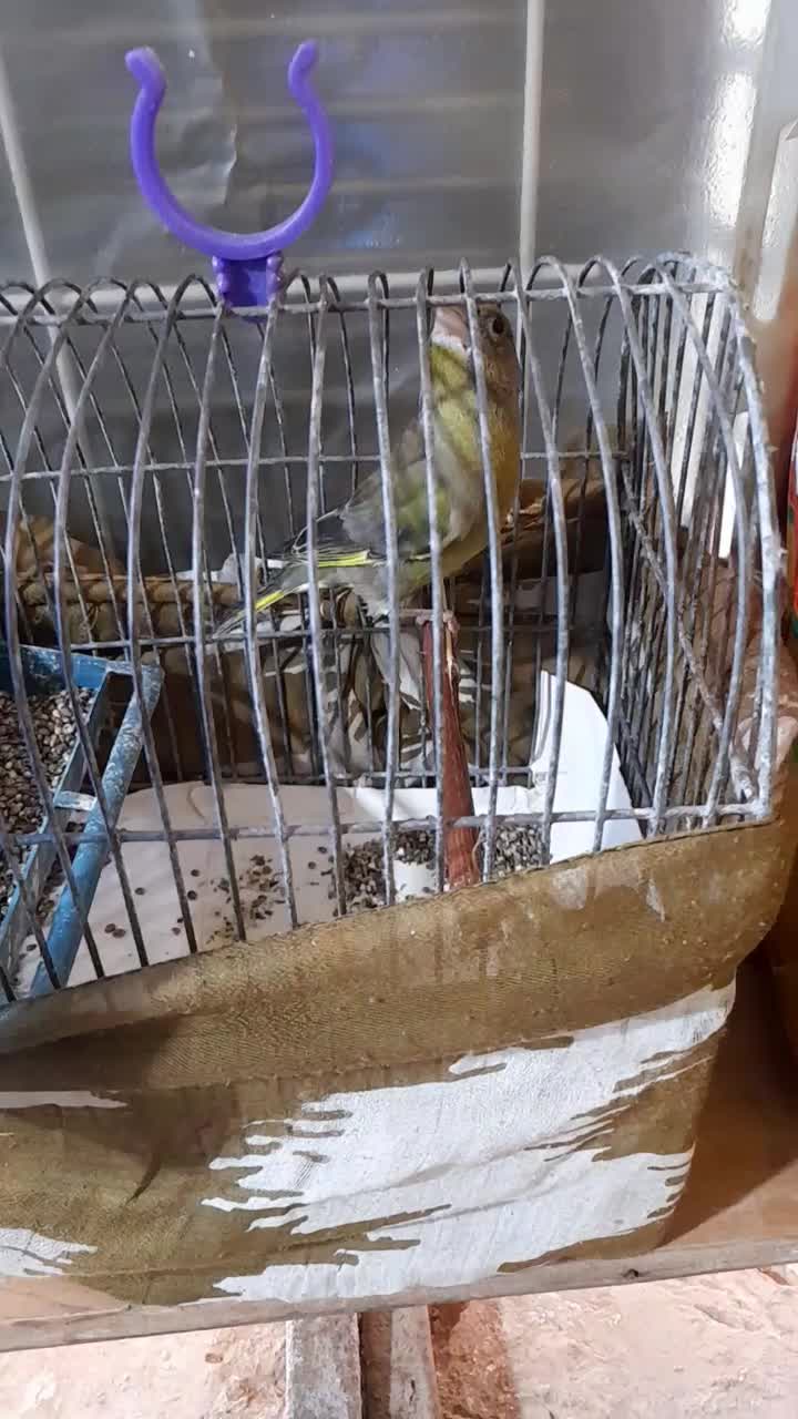 سهره دورگ|پرنده|پاکدشت, شهرک امام رضا|دیوار