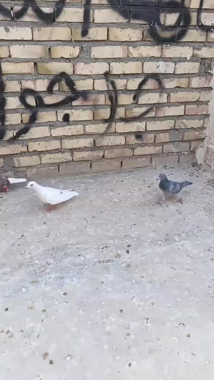 هوایی|پرنده|تربت جام, میان جام|دیوار