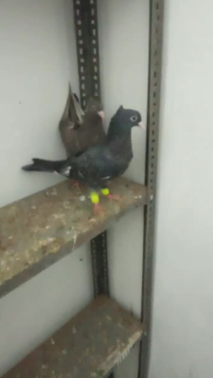 نواری|پرنده|تربت جام, مسکن مهر|دیوار