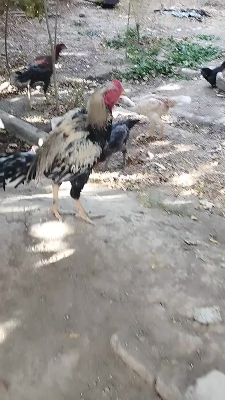 خروس ومرغ لاری جوان|حیوانات مزرعه|محمدیه-قزوین, |دیوار