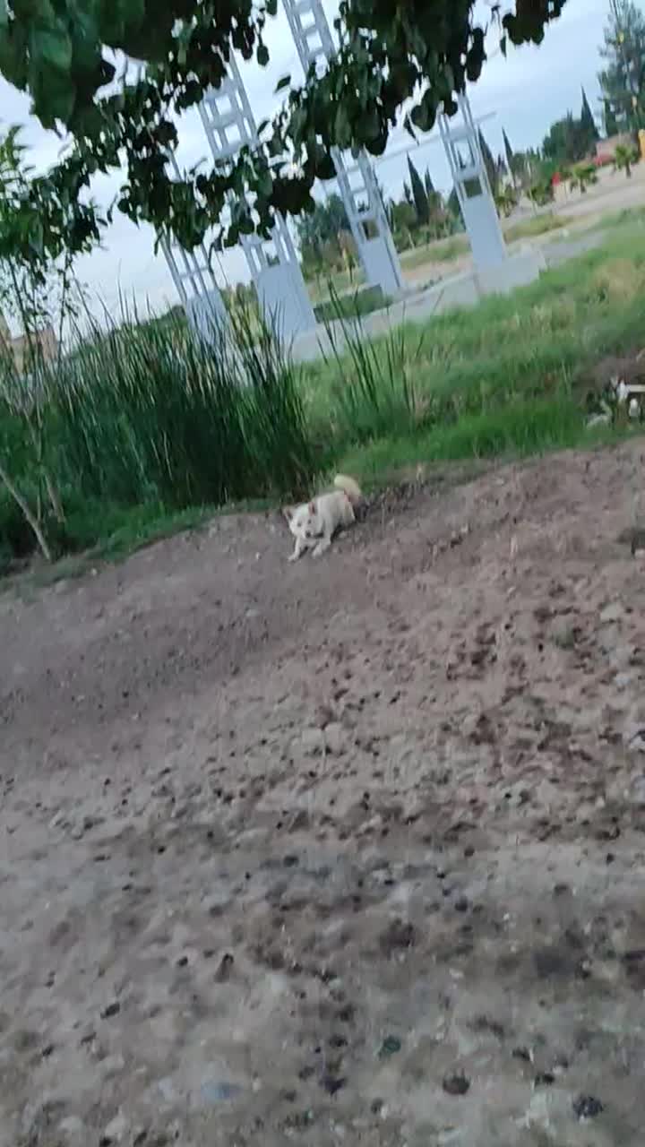 سگ پاکوتاه دزدیده شده|حیوانات|پارس‌آباد, |دیوار