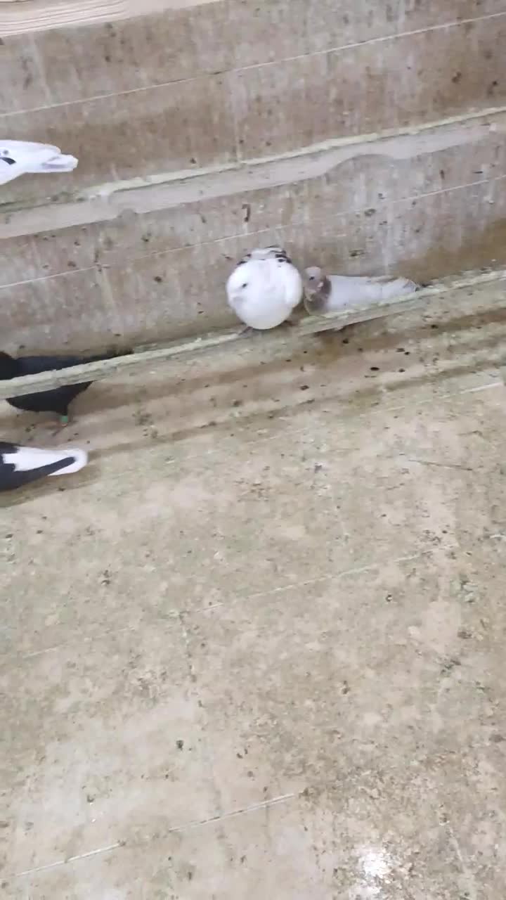 کبوتر|پرنده|رباط‌کریم, رباط‌کریم|دیوار