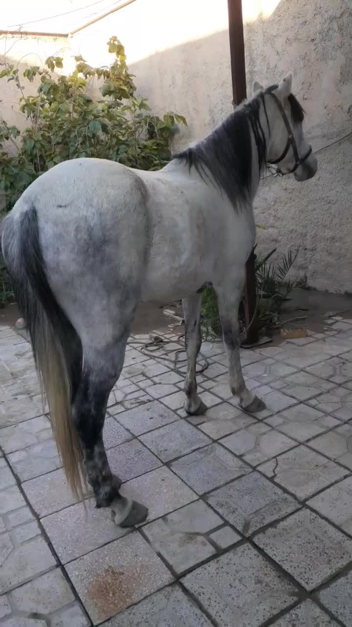 اسب|اسب و تجهیزات اسب‌سواری|برازجان, |دیوار