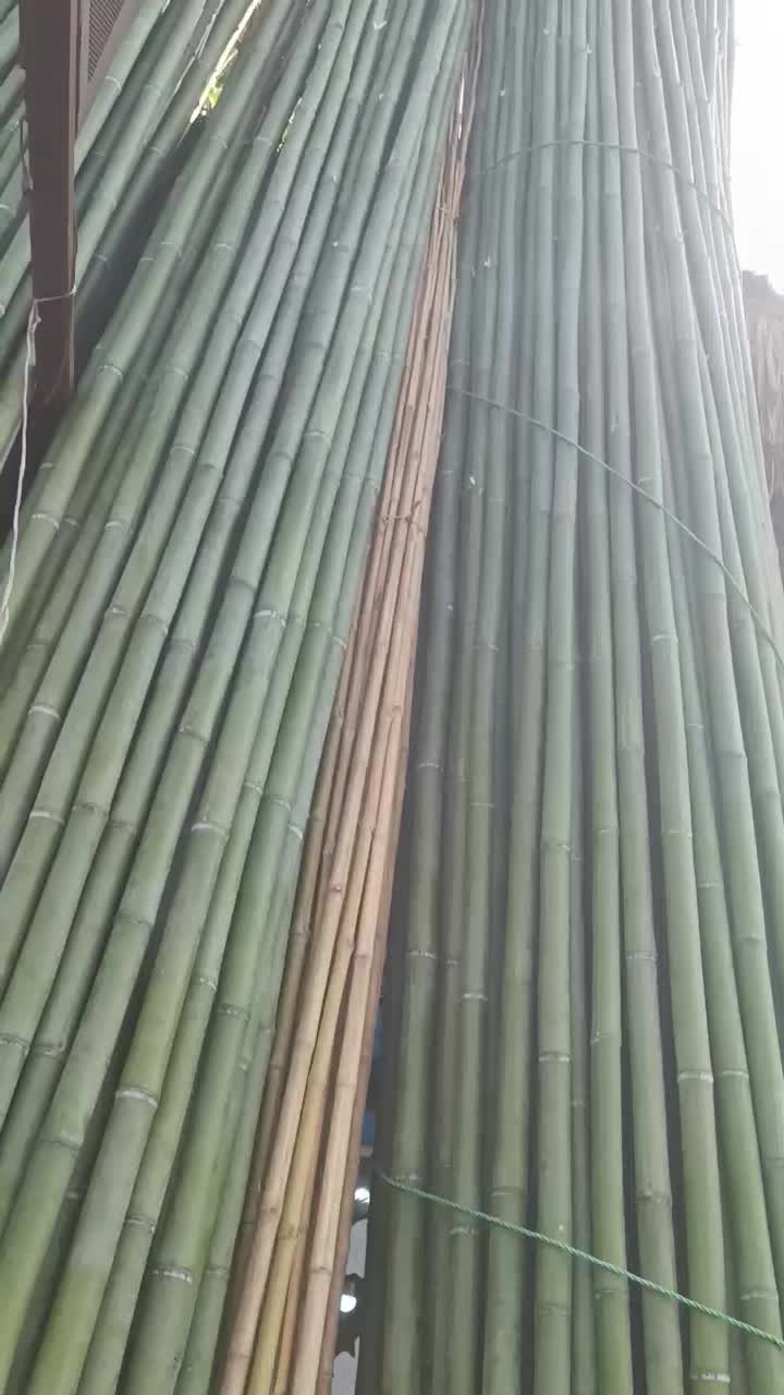 بامبو|گل و گیاه طبیعی|چهاردانگه (تهران), |دیوار