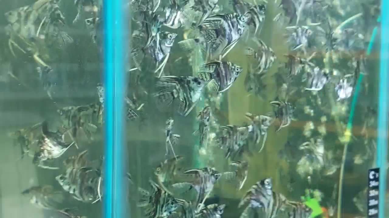 آنجل ماربل یا ابرو بادی|ماهی|تهران, تولید دارو|دیوار