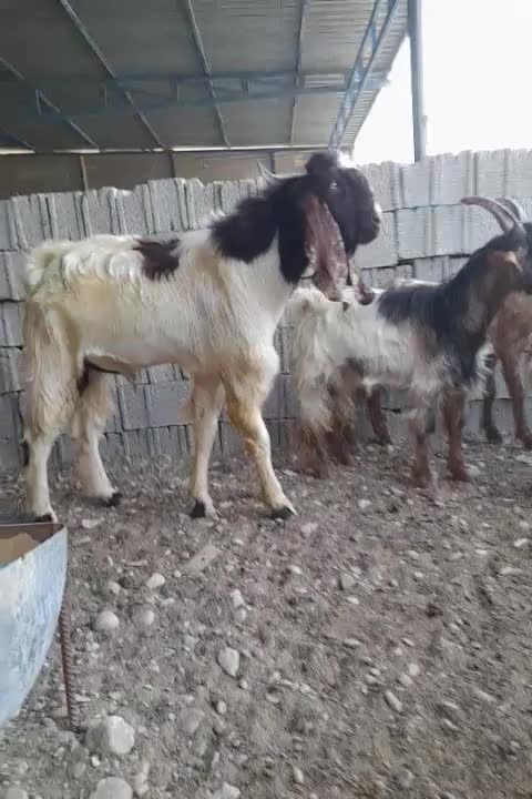 کهره چپش|حیوانات مزرعه|وحدتیه, |دیوار