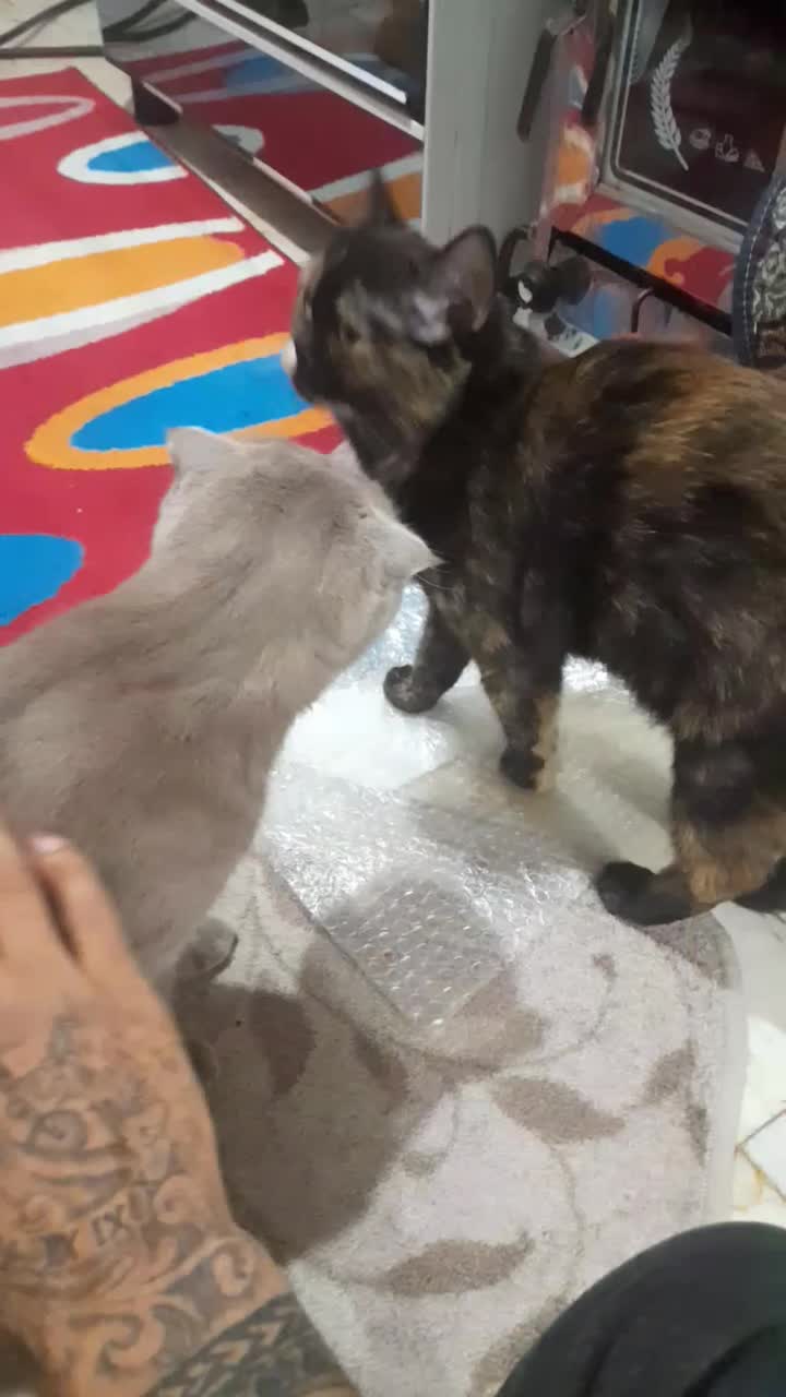 گربه نرماده|گربه|بومهن, |دیوار