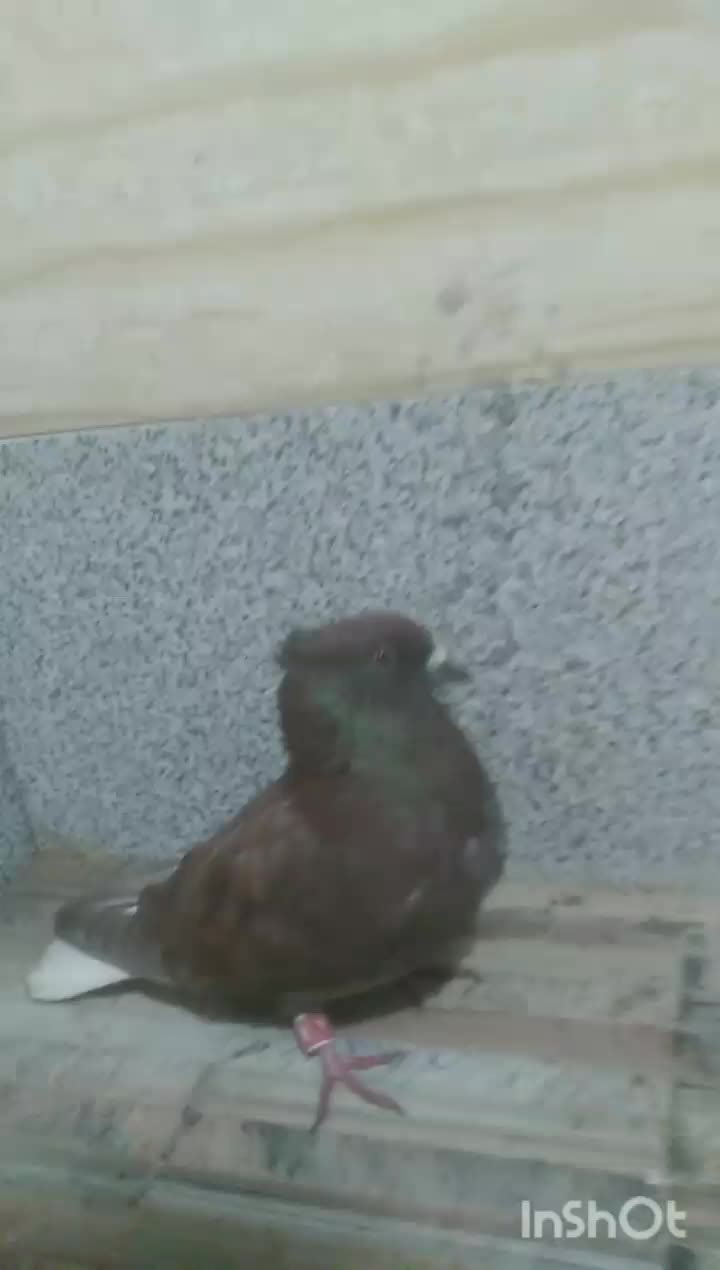 کفتر|پرنده|باخزر, |دیوار