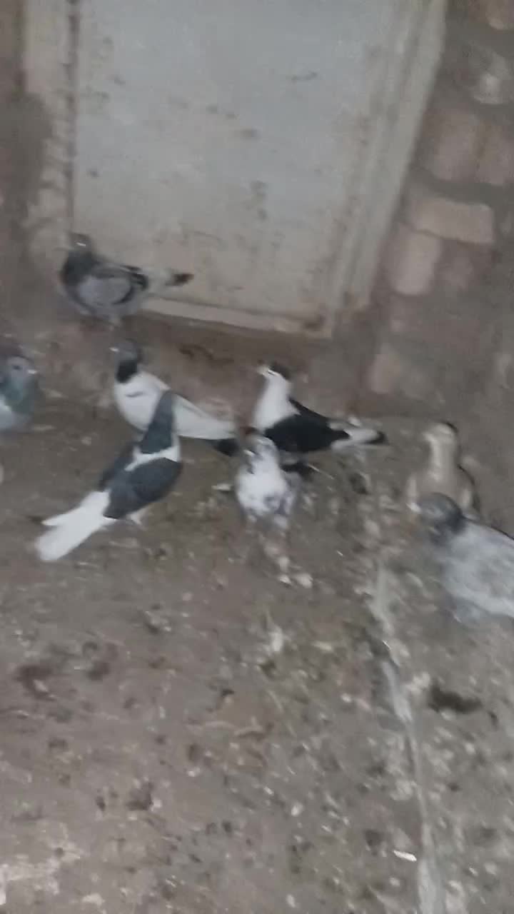 کفتر|پرنده|الوند, |دیوار