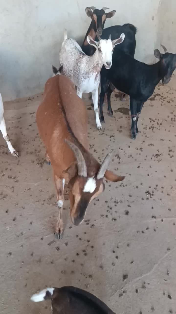 بز چاق|حیوانات مزرعه|برازجان, |دیوار