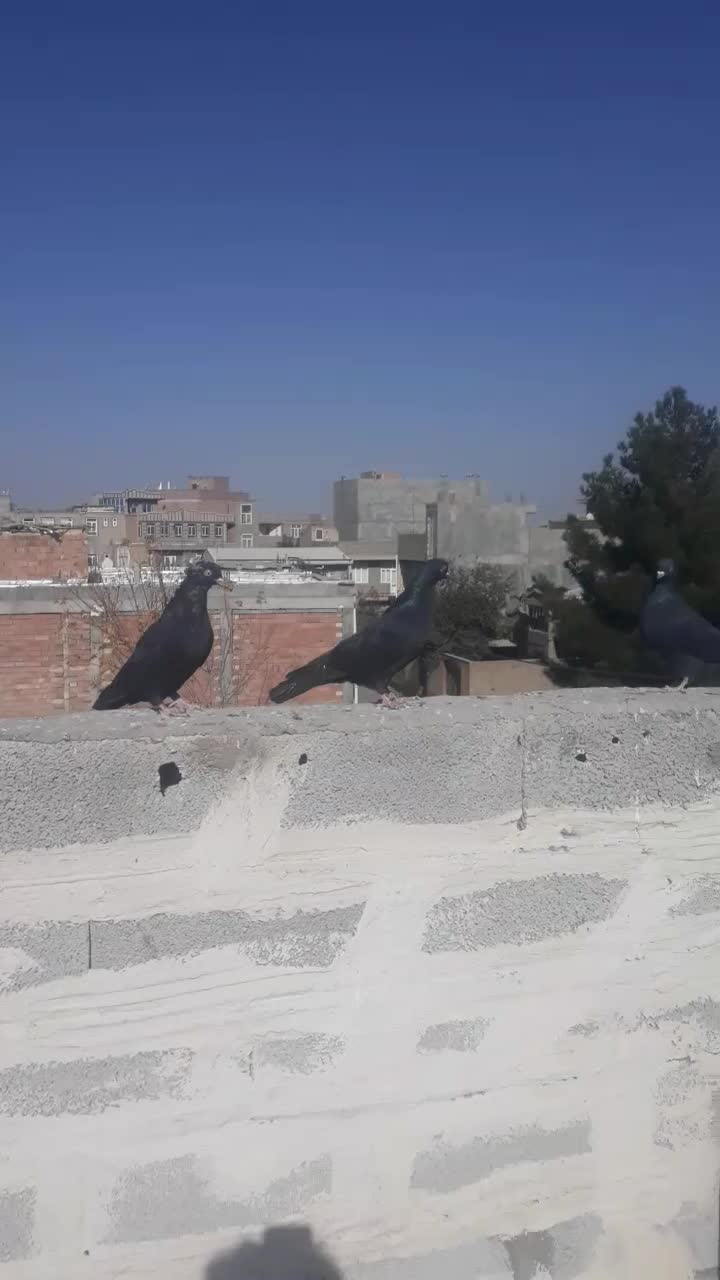 کبوتر|پرنده|میاندوآب, |دیوار