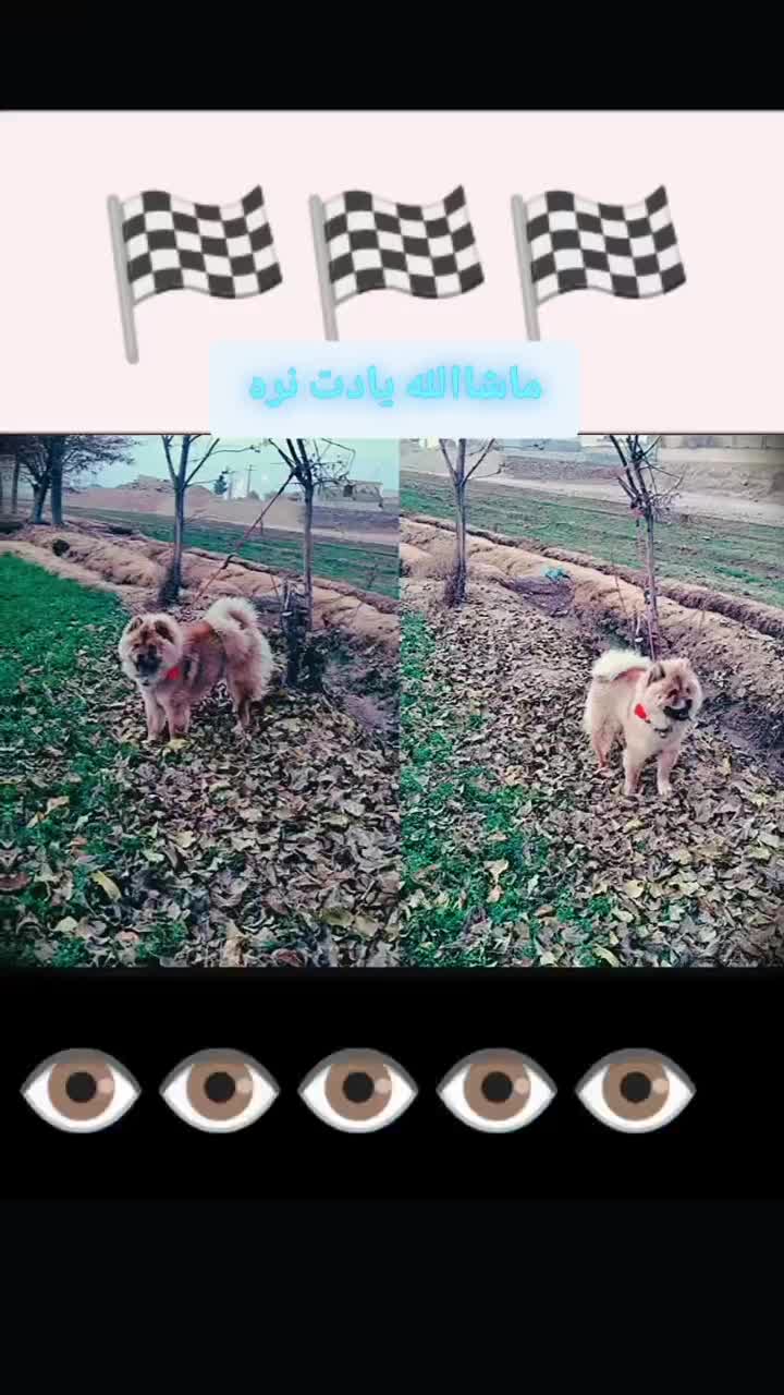 سگ چاو چاوو|سگ|مبارکه, |دیوار