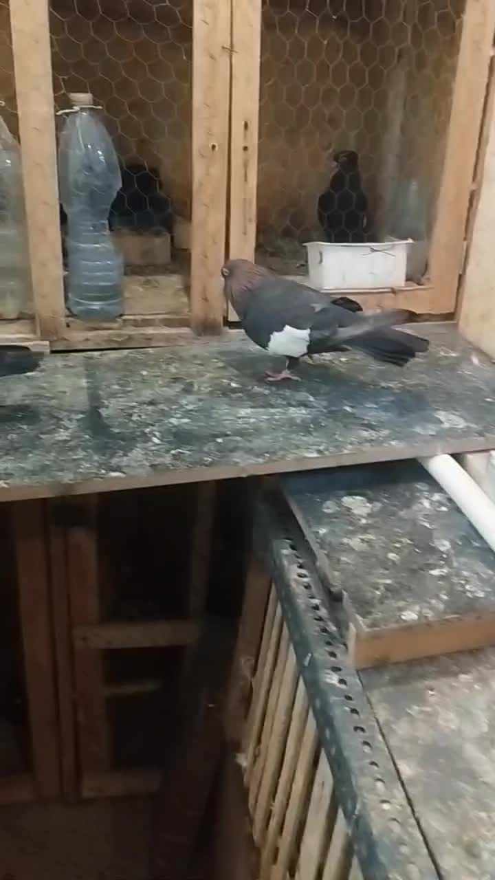 سرک تافت ای نر چشم نوک سفید|پرنده|شیراز, کوی زهرا|دیوار