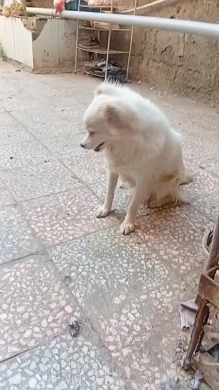 سگ پاکوتاه|سگ|آران و بیدگل, |دیوار