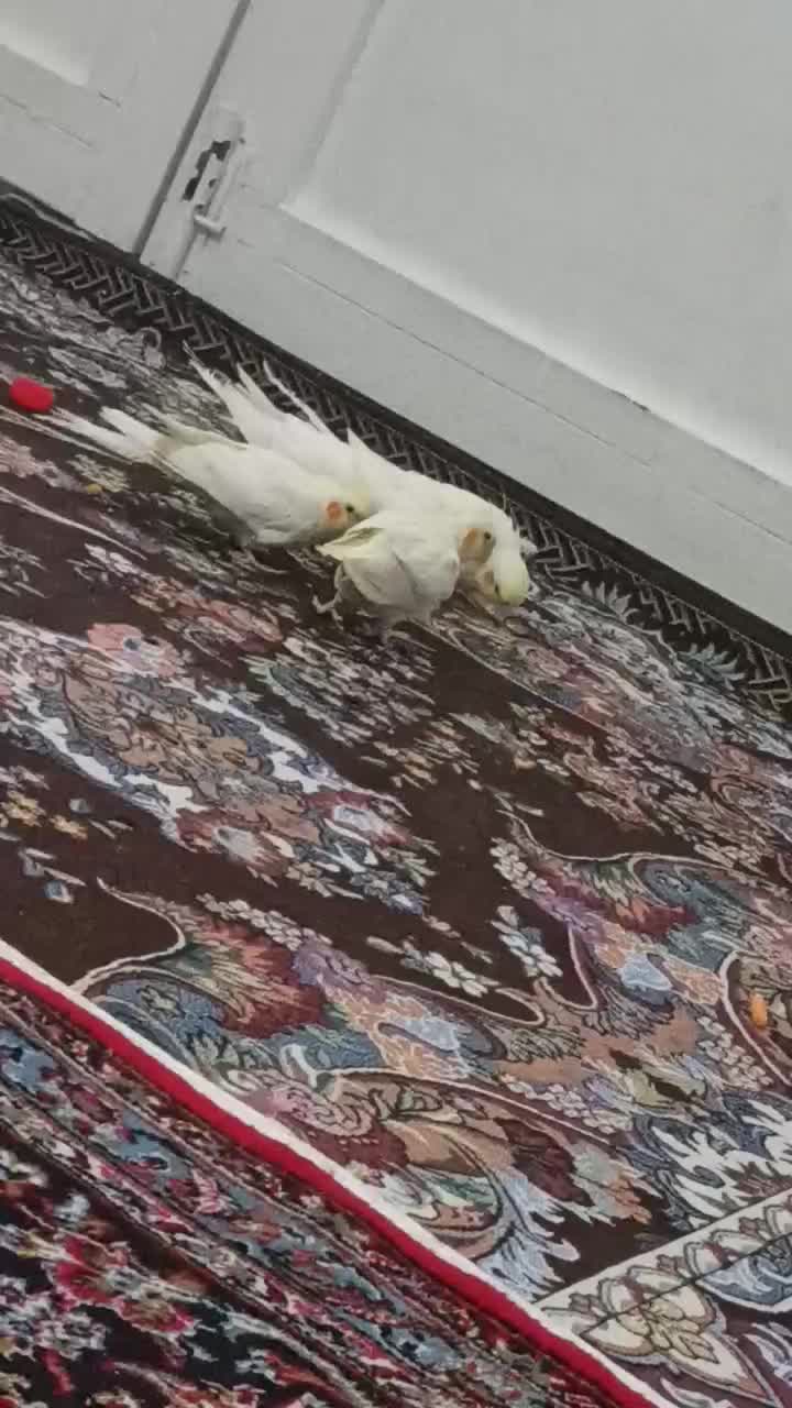 عروس هلندی لوتینو چهارتا|پرنده|شاهین دژ, |دیوار