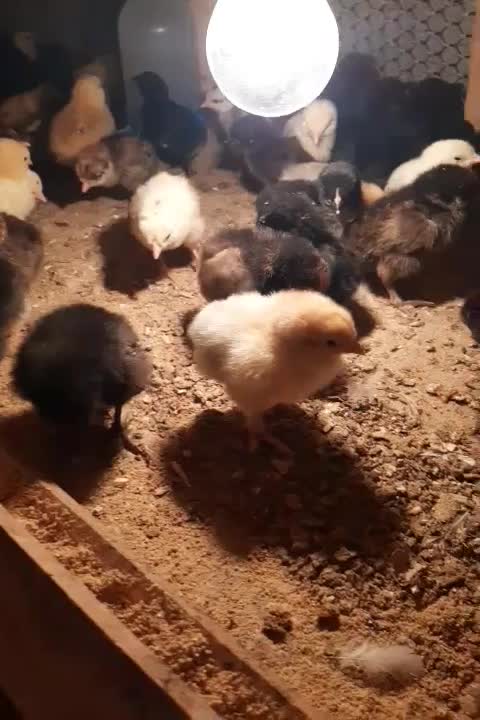 جوجه رسمی|حیوانات مزرعه|تهران, مشیریه|دیوار